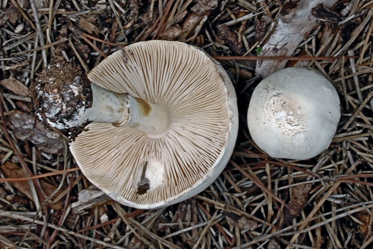 Agaricus?